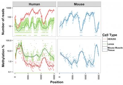 Evidence Suggesting Absence of Mitochondrial DNA Methylation